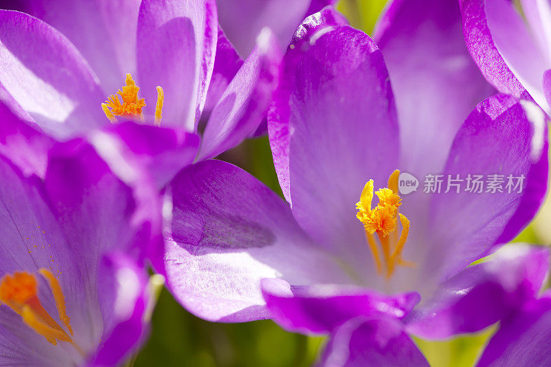 紫色春番红花(C. vernus)在特写